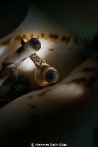 Eyes under the shell. by Mehmet Salih Bilal 